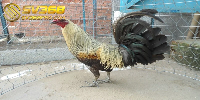 Gà tre Asil là một trong những giống gà sở hữu khả năng chiến đấu mạnh mẽ