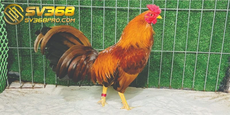 Gà đá Kelso là một biểu tượng văn hóa trong các trận đấu gà